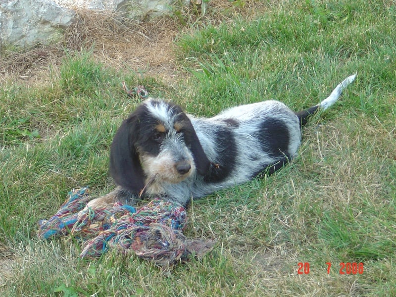 Publication : du chataignier du diable Auteur : Bouget Lionel