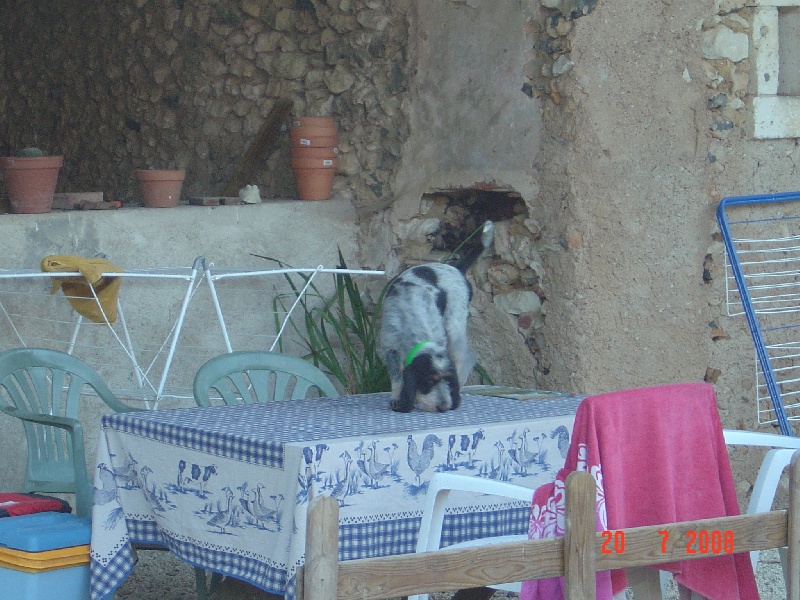 Publication : du chataignier du diable Auteur : Bouget Lionel