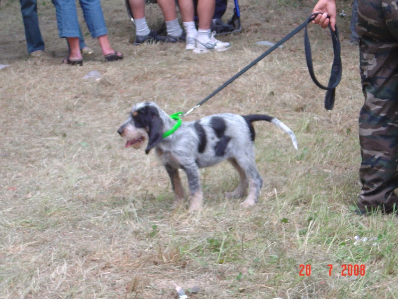 Publication : du chataignier du diable Auteur : Bouget Lionel