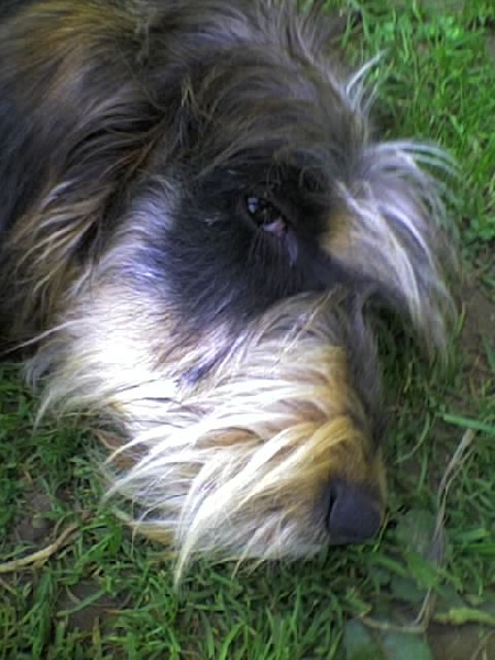 Publication : du chataignier du diable