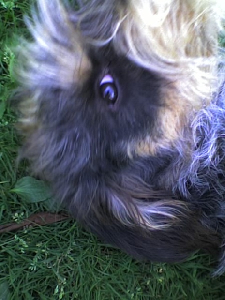 Publication : du chataignier du diable