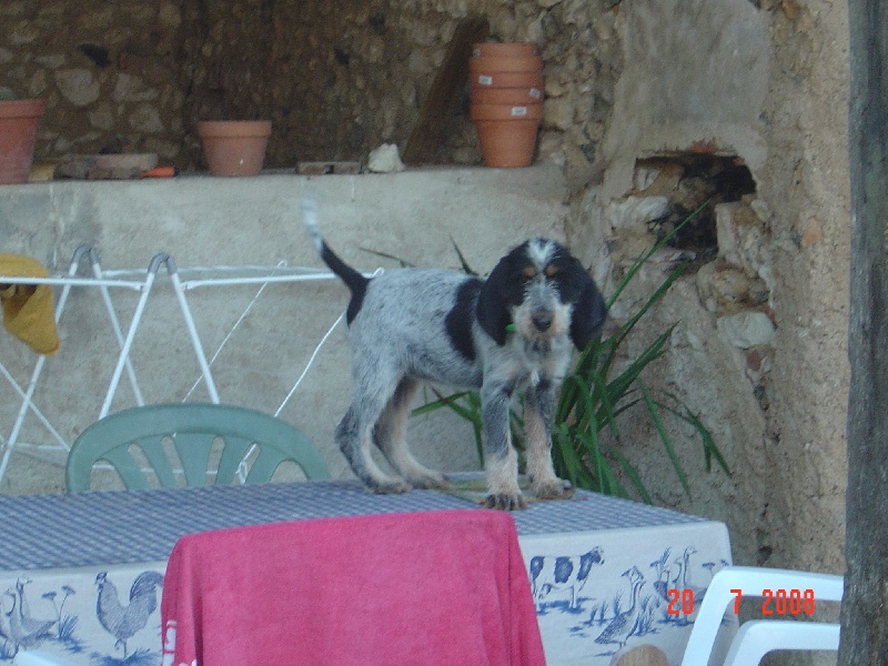 Publication : du chataignier du diable Auteur : Bouget Lionel