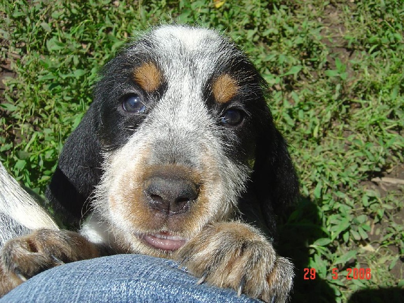 Publication : du chataignier du diable Auteur : Bouget Lionel