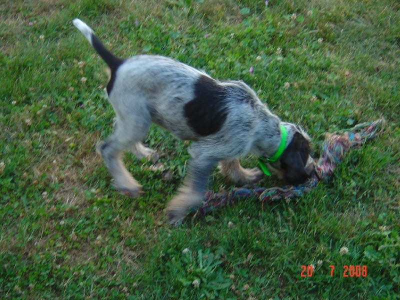 Publication : du chataignier du diable Auteur : Bouget Lionel