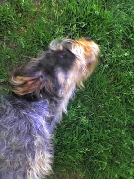 Publication : du chataignier du diable