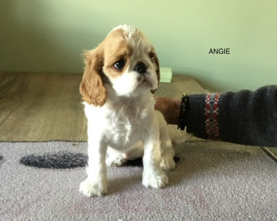 Les chiots de King Charles Spaniel
