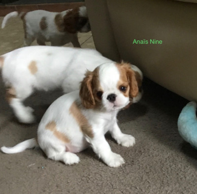 Les chiots de King Charles Spaniel