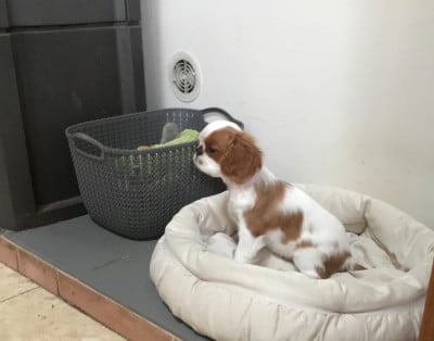 Les chiots de King Charles Spaniel