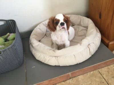 Les chiots de King Charles Spaniel