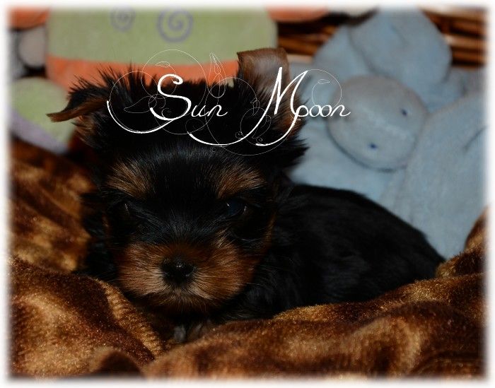 Phoenix - Yorkshire Terrier