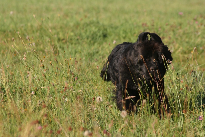 Fafnir De la vallée feron