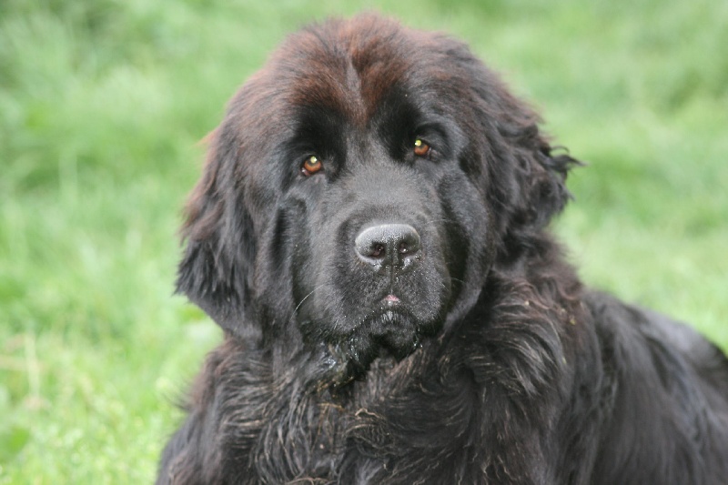 Fafnir De la vallée feron