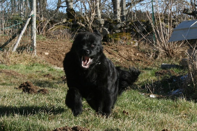 Fafnir De la vallée feron