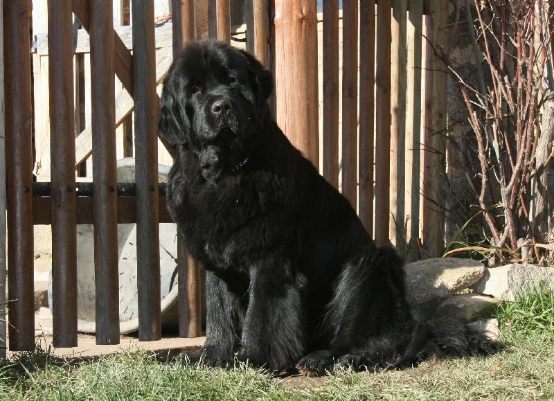 Fafnir De la vallée feron