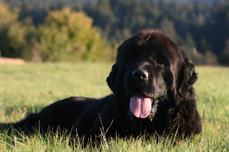 Fafnir De la vallée feron