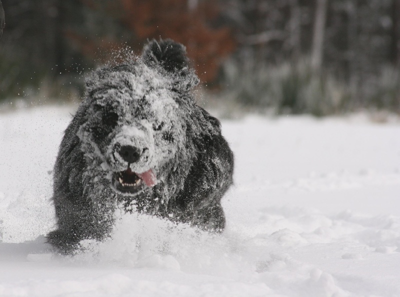 Fafnir De la vallée feron