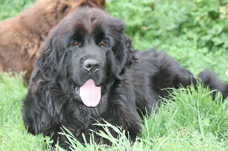 Fafnir De la vallée feron