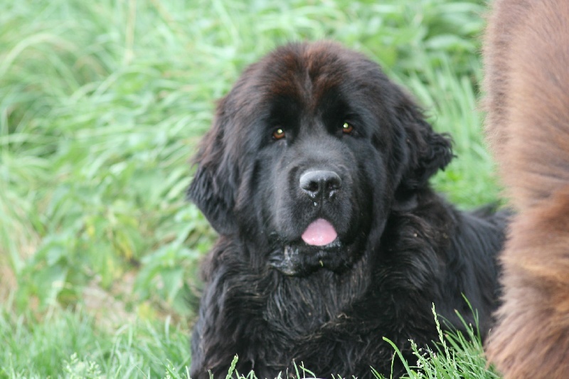 Fafnir De la vallée feron