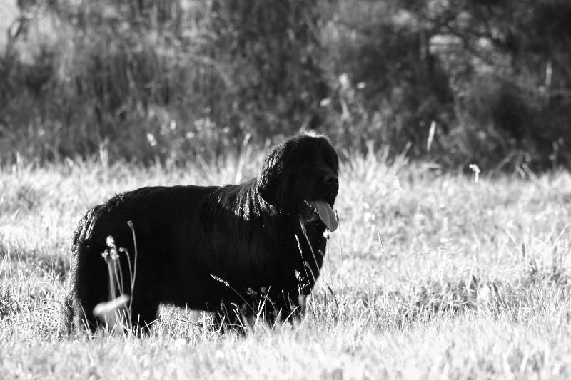 Fafnir De la vallée feron