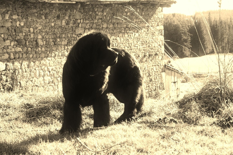 Fafnir De la vallée feron