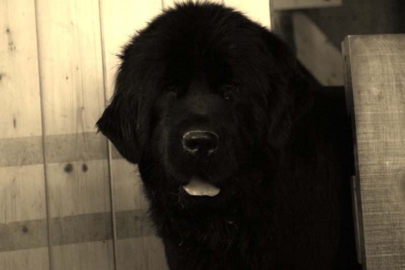 Fafnir De la vallée feron