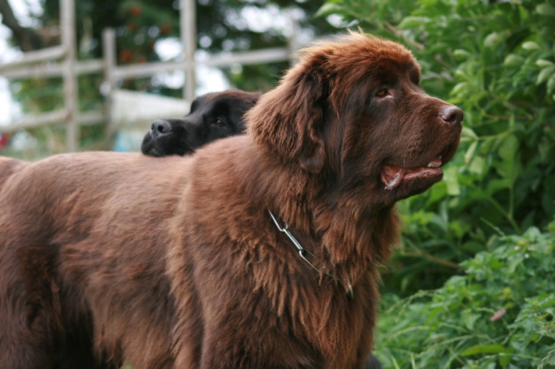 Fafnir De la vallée feron