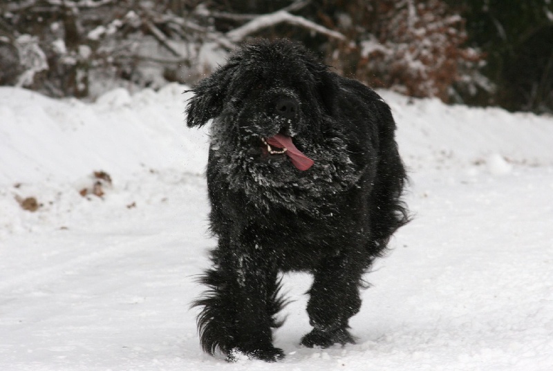 Fafnir De la vallée feron