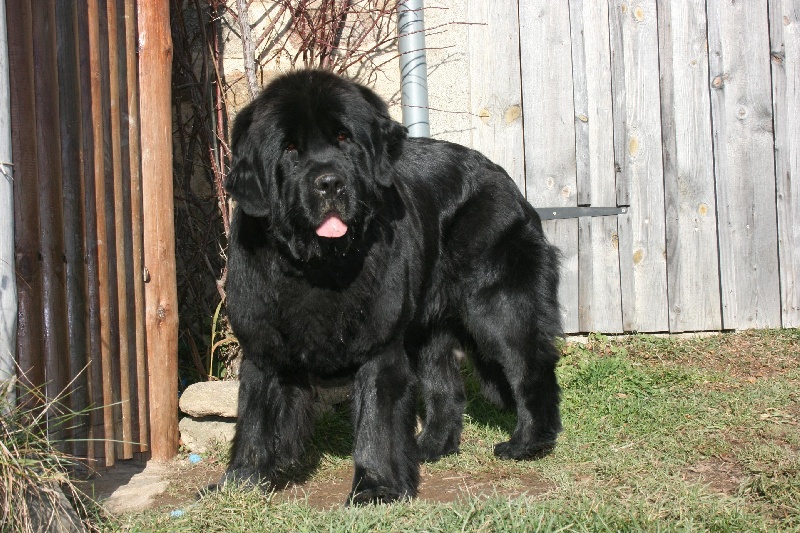 Fafnir De la vallée feron