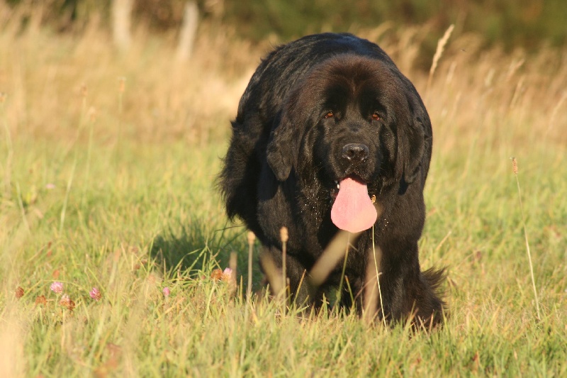 Fafnir De la vallée feron