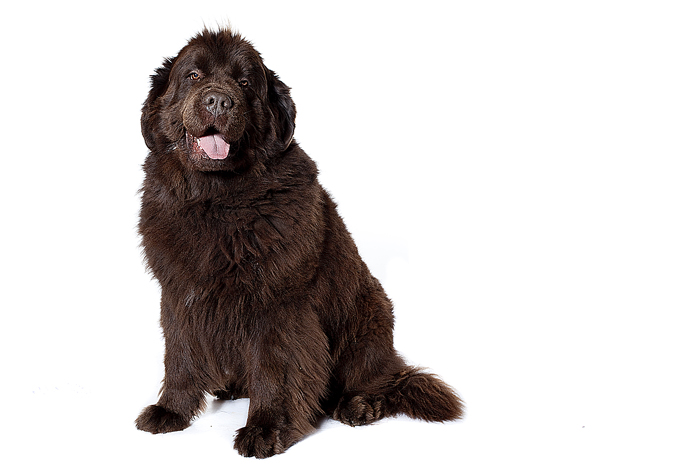 Photo Elevage Du Pas De Gargantua Eleveur De Chiens