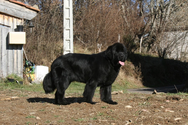 Fafnir De la vallée feron