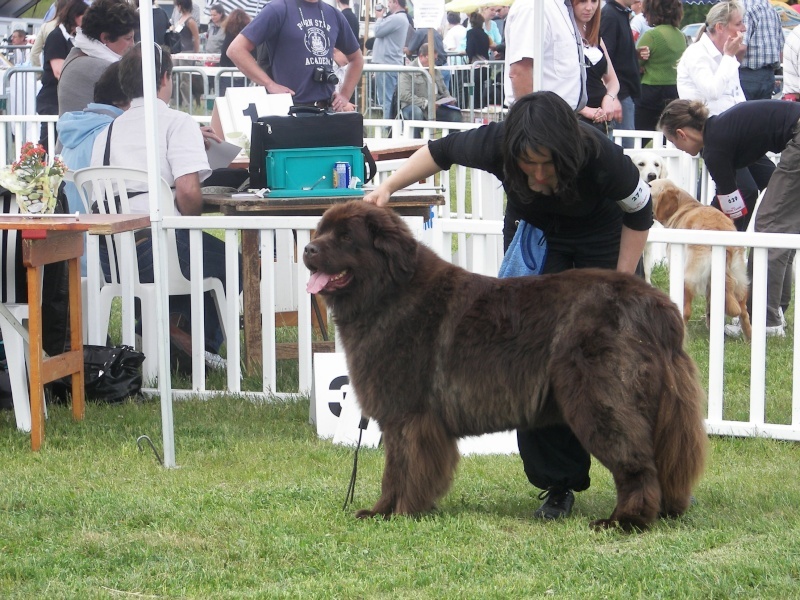 Virtuose (Sans Affixe) - 1ere excellent ouverte femelle, RCACS