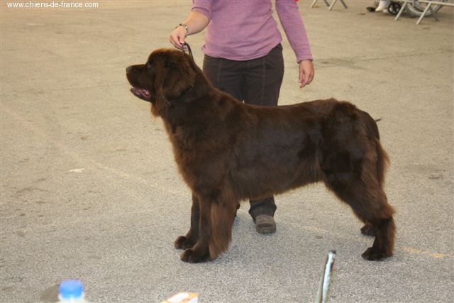 Virtuose (Sans Affixe) - 12e excellent, ouverte