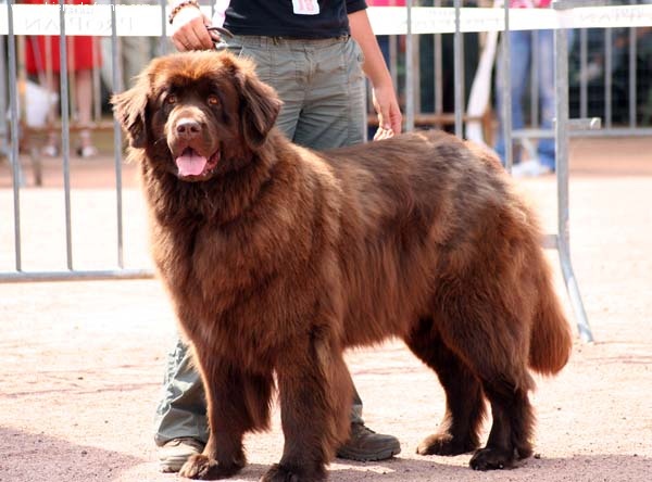 Virtuose (Sans Affixe) - 1ere excellente, CACS