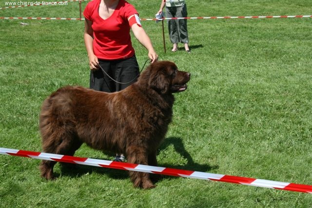 Virtuose (Sans Affixe) - 1ere excellente ouverte et CACS