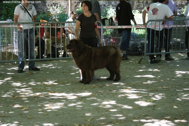 Virtuose (Sans Affixe) - 1ere excellente, CACS, meilleure de race