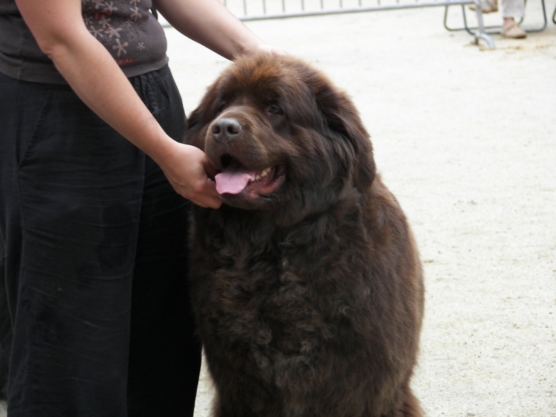 Virtuose (Sans Affixe) - 4 excellente, ouverte femelle