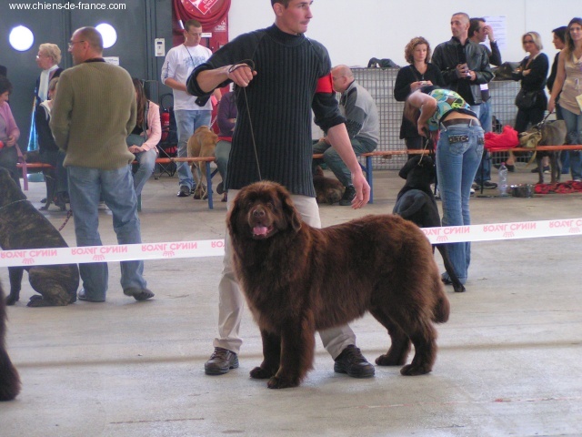 Virtuose (Sans Affixe) - 4 excellente, ouverte