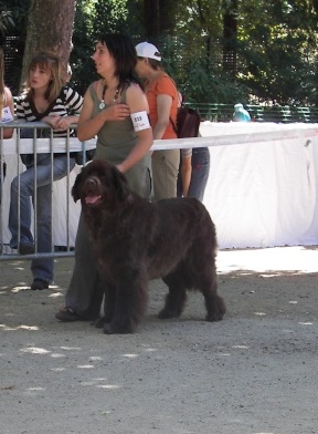 Virtuose (Sans Affixe) - 2e excellent