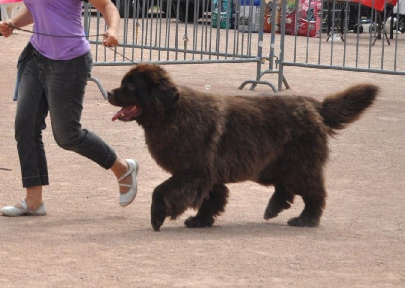 Virtuose (Sans Affixe) - 1ere excellent, meilleur vétéran