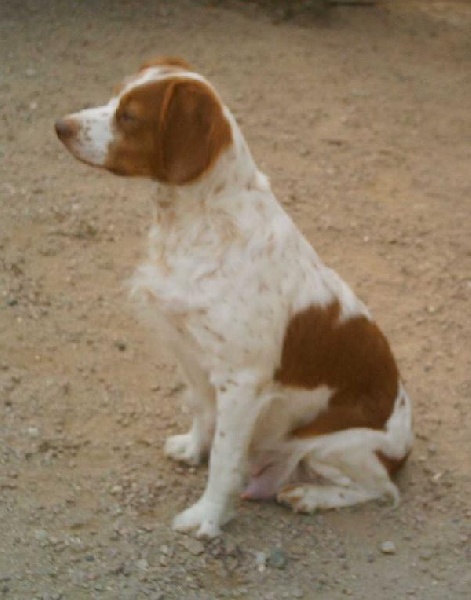 Publication : de Seintienac Auteur : E.CHATEL