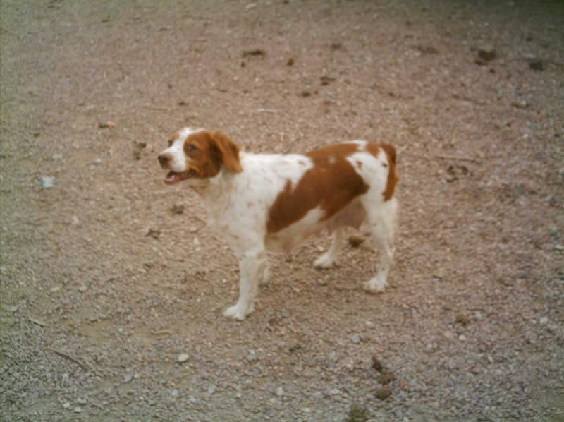 Publication : de Seintienac Auteur : E.CHATEL