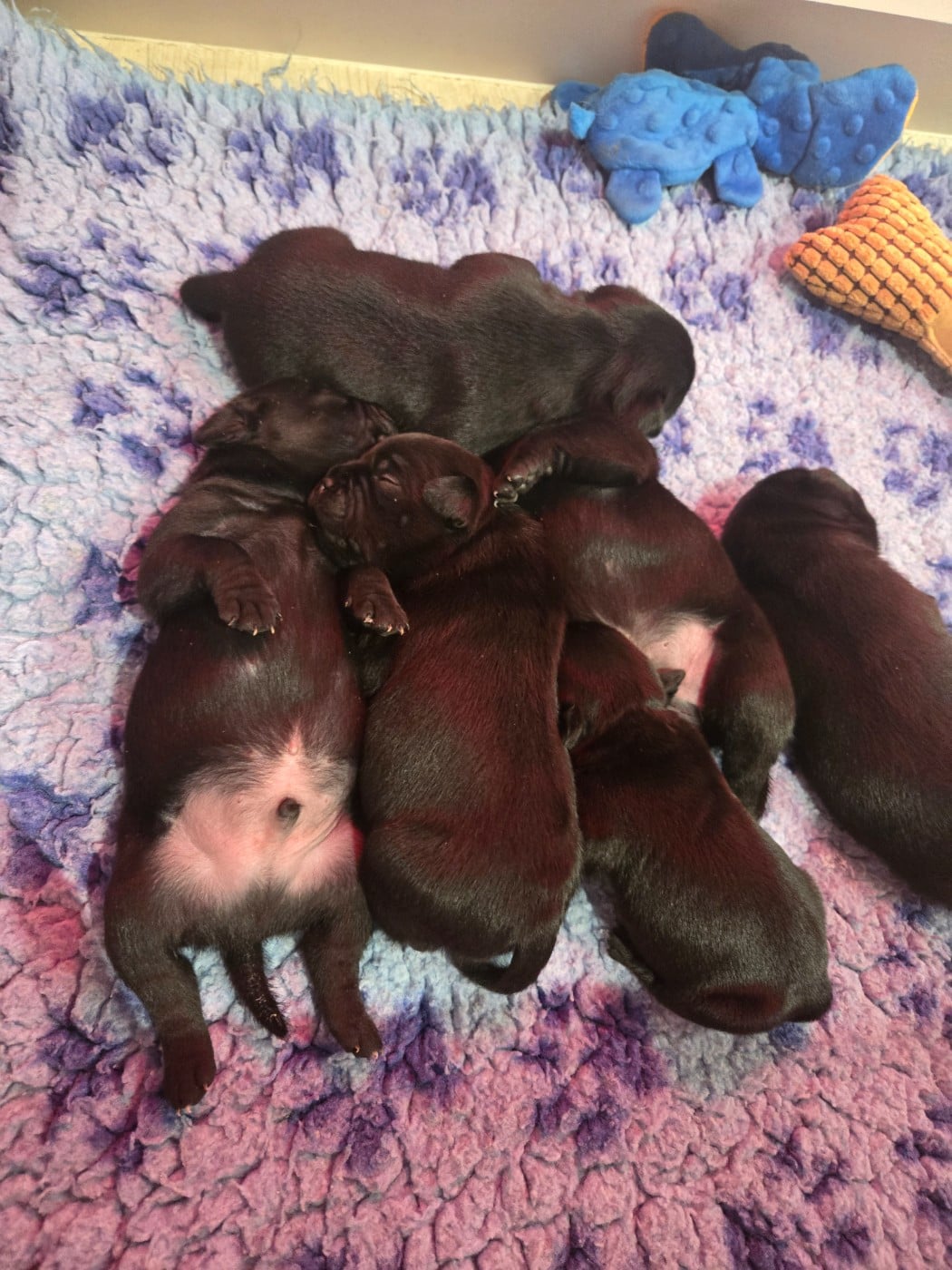 Staffordshire Bull Terrier - du Temple des Gremlins