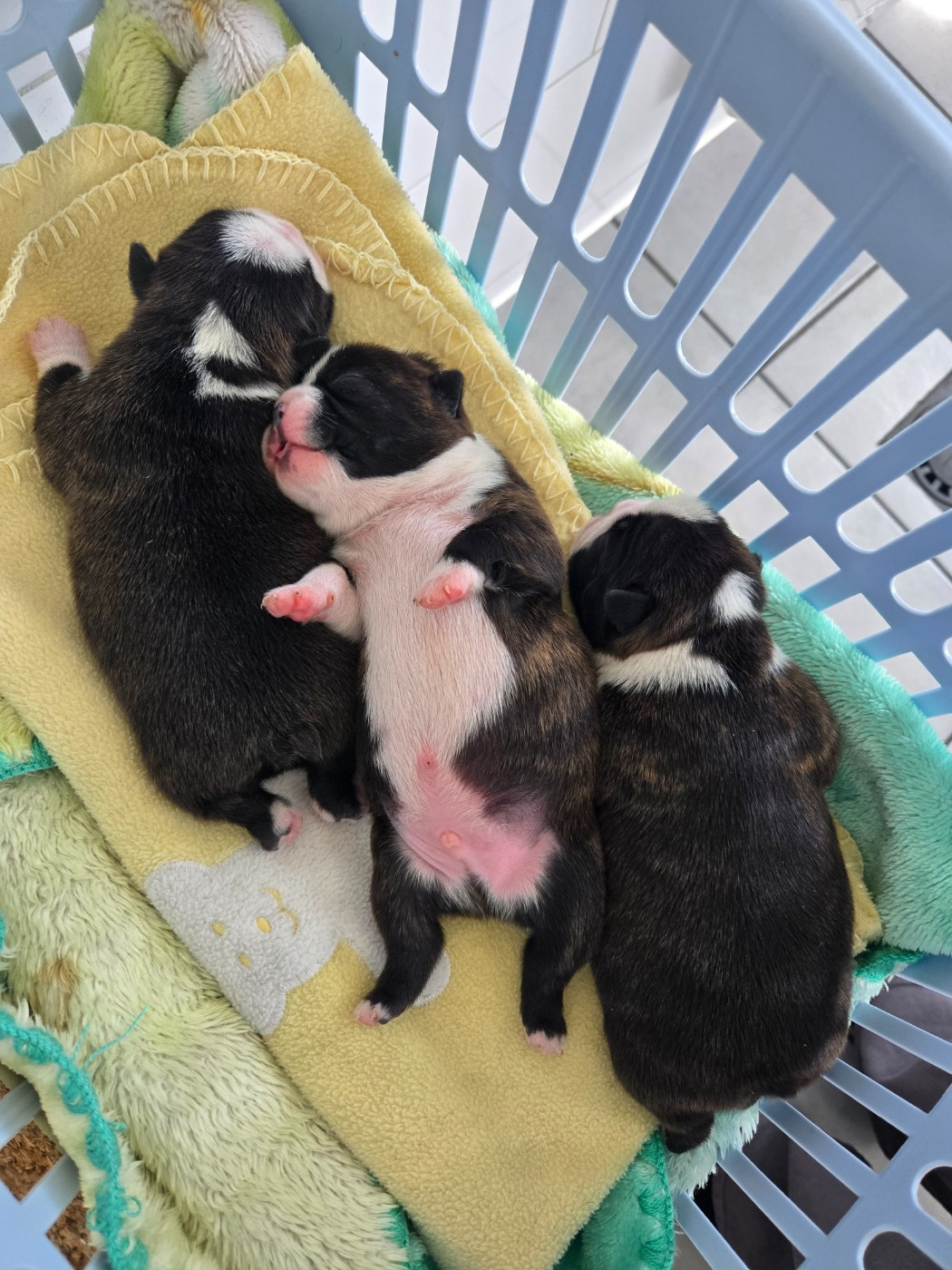 Chiot N°3 - Boston Terrier