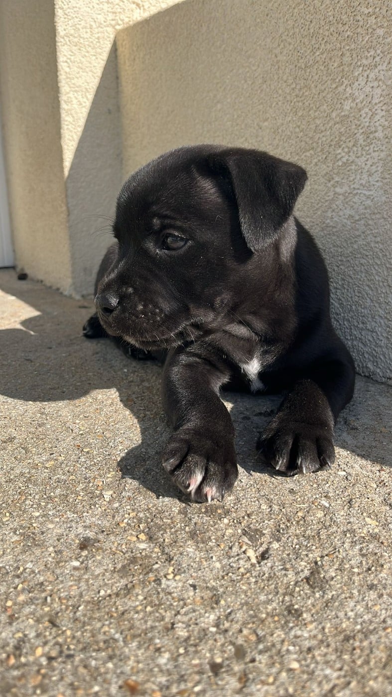 Staffordshire Bull Terrier - du Temple des Gremlins