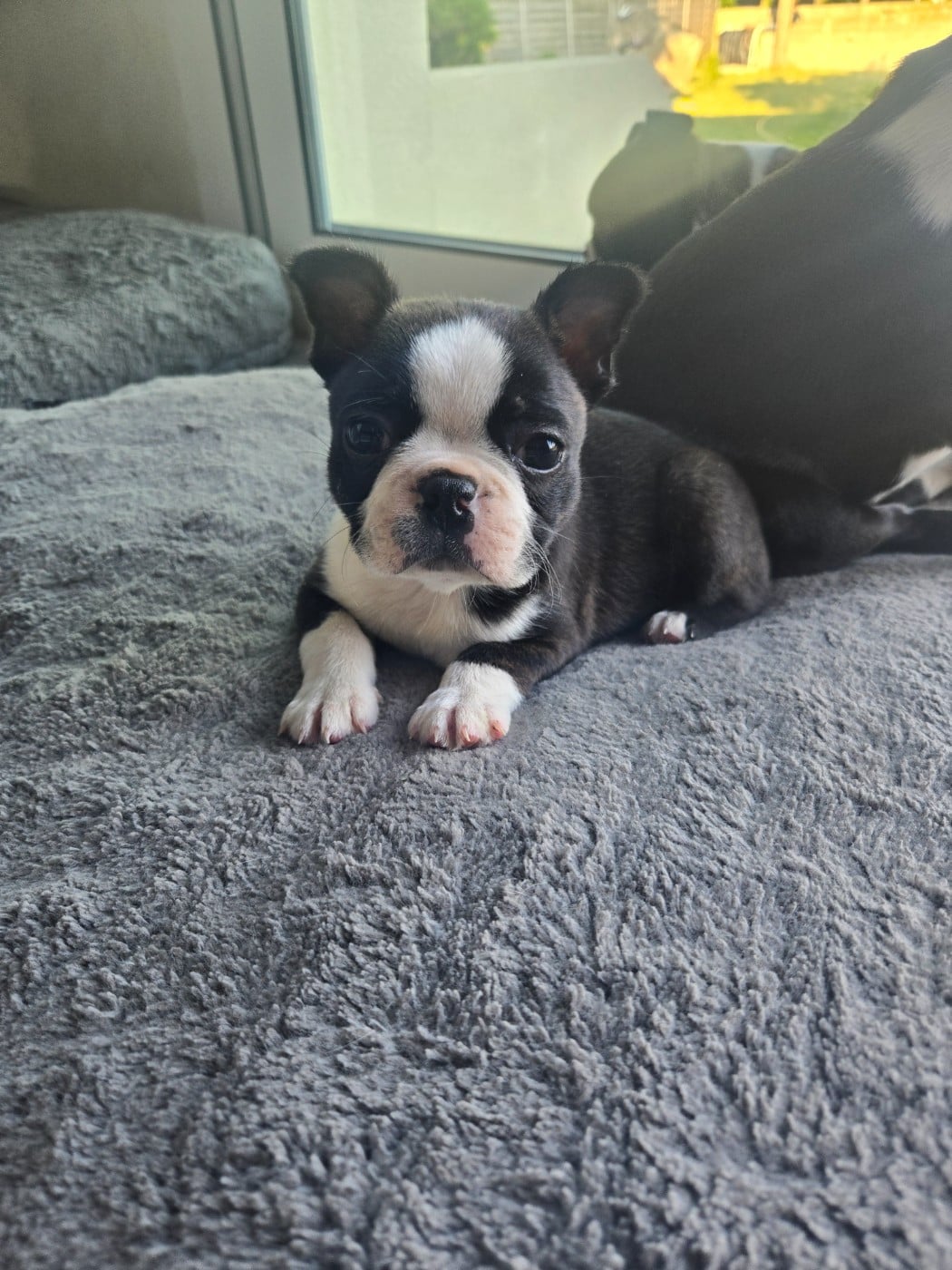 Boston Terrier - du Temple des Gremlins