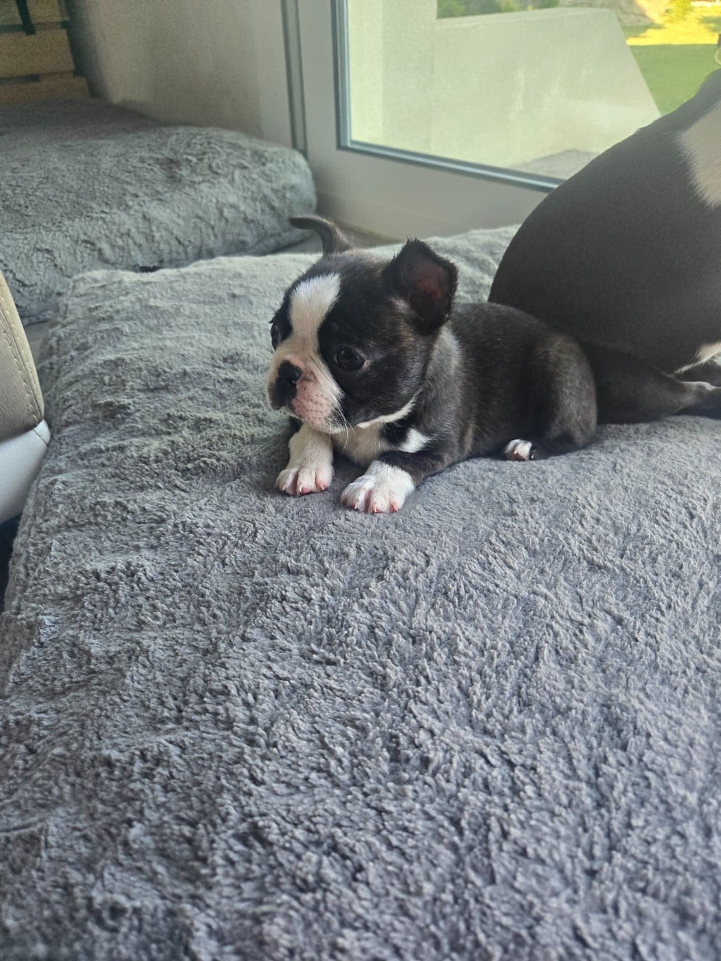 Chiot N°1