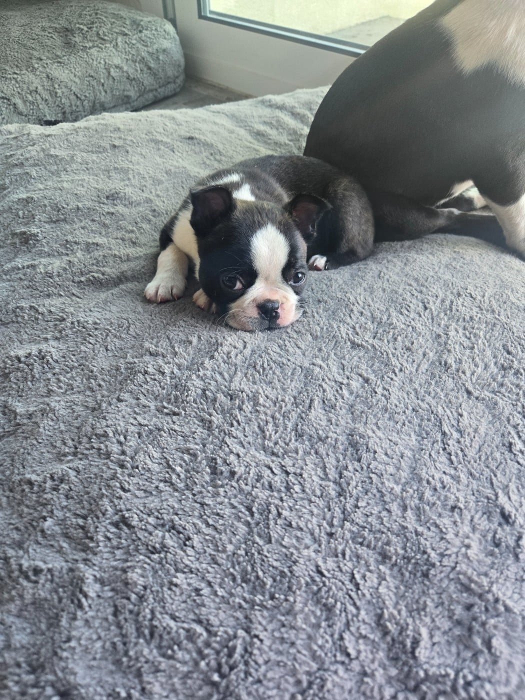 Chiot N°1