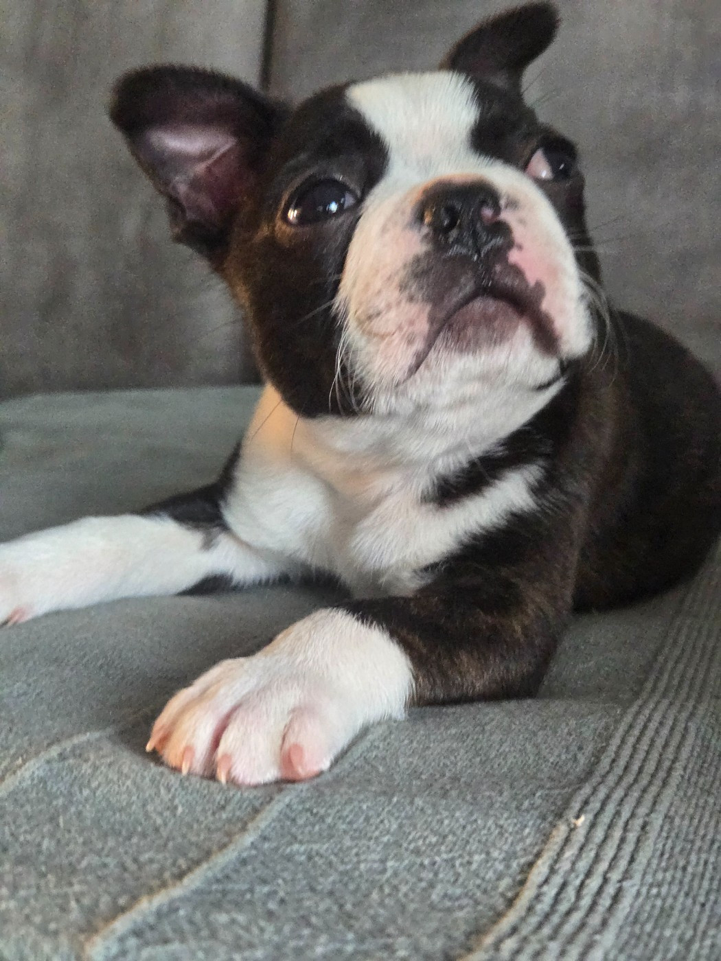 Chiot N°1