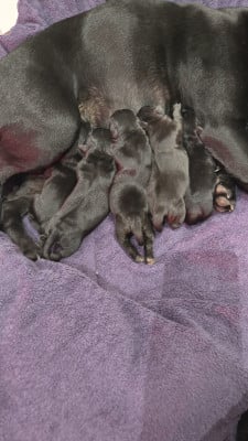 Les chiots de Staffordshire Bull Terrier